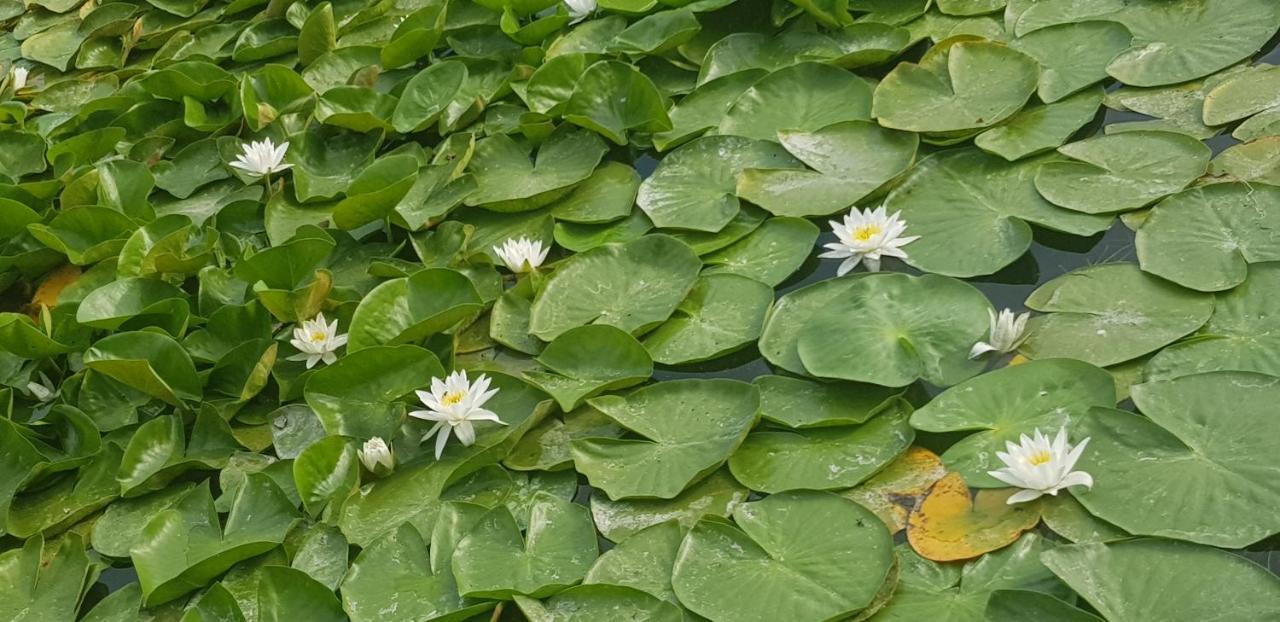 Pensiunea Bianca Murighiol Ngoại thất bức ảnh